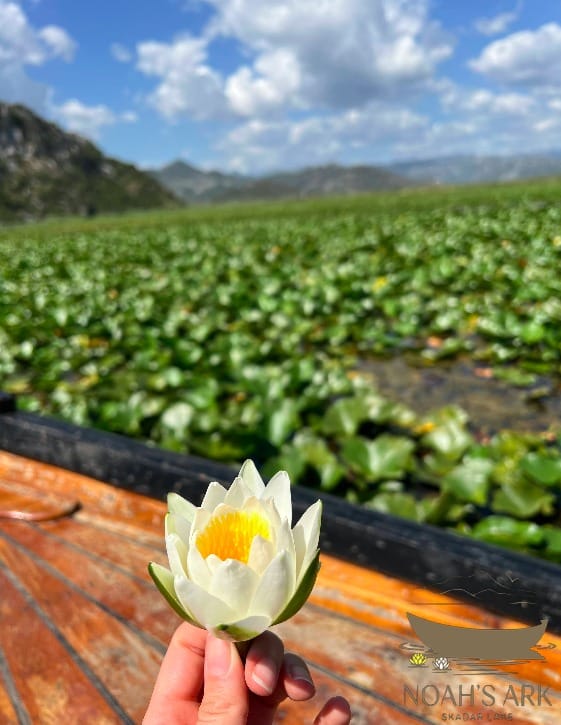 Witness Skadar Lake's dawn awakening: private wooden boat tour, 3 hours – Skadar Lake boat tour from Virpazar, Montenegro