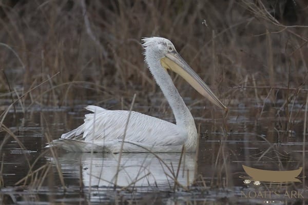 Witness Skadar Lake's dawn awakening: private wooden boat tour, 3 hours – Skadar Lake boat tour from Virpazar, Montenegro
