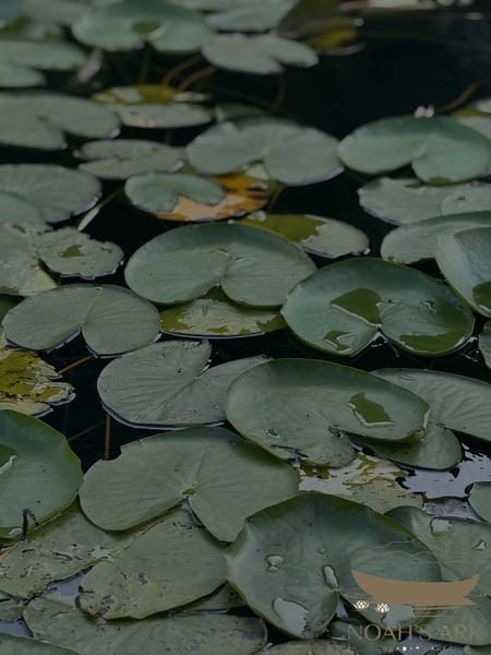 Fall in love with Skadar Lake at sunset: private wooden boat tour, 3 hours – Skadar Lake boat tour from Virpazar, Montenegro